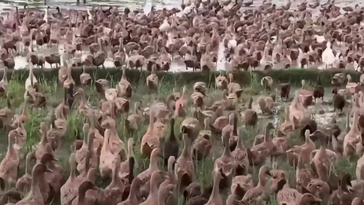 El ‘flautista de Hamelín’ de los patos