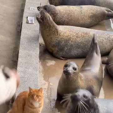 Rigged game against the kittys