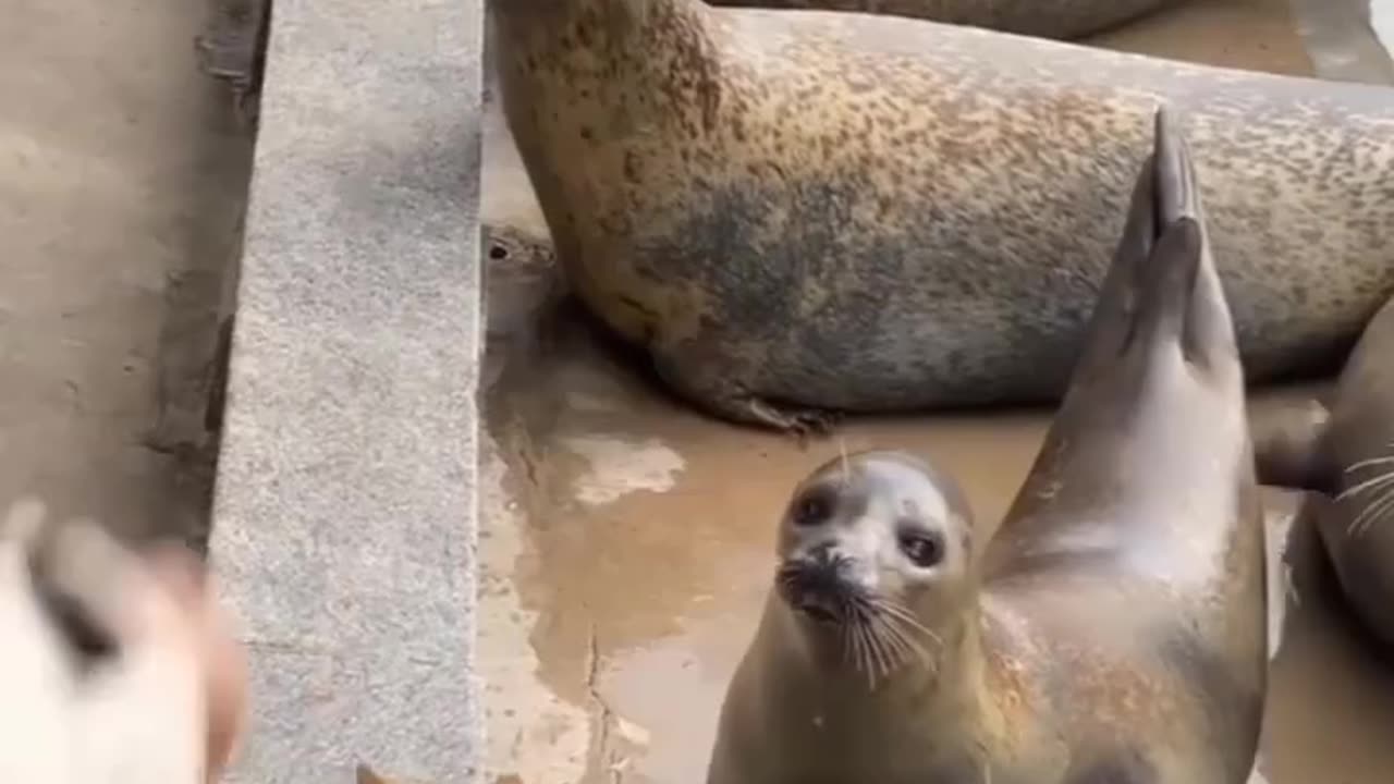 Rigged game against the kittys