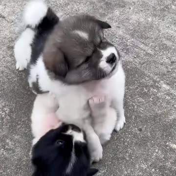 Feisty Furballs – Adorable Puppies Throwing Tiny Tantrums !