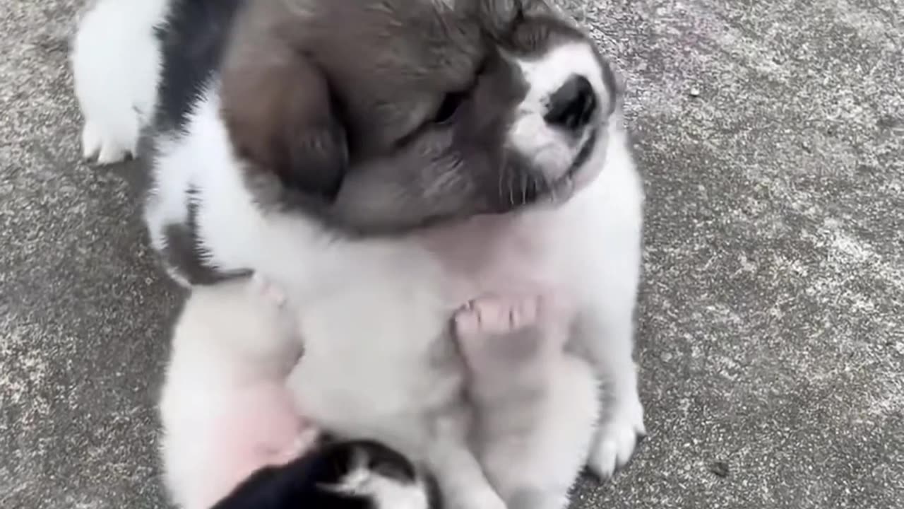 Feisty Furballs – Adorable Puppies Throwing Tiny Tantrums !