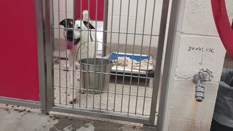 Spot 1y A855935 kennel 7 pod 1 PACC shelter kinda busy young gal but ready 4 doggie walk20250622_884