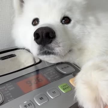 ごはんつくってる間に夏のひえひえアイテム試したら絶望しちゃいました…