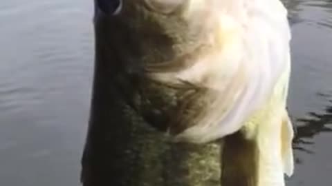 i get a big bass