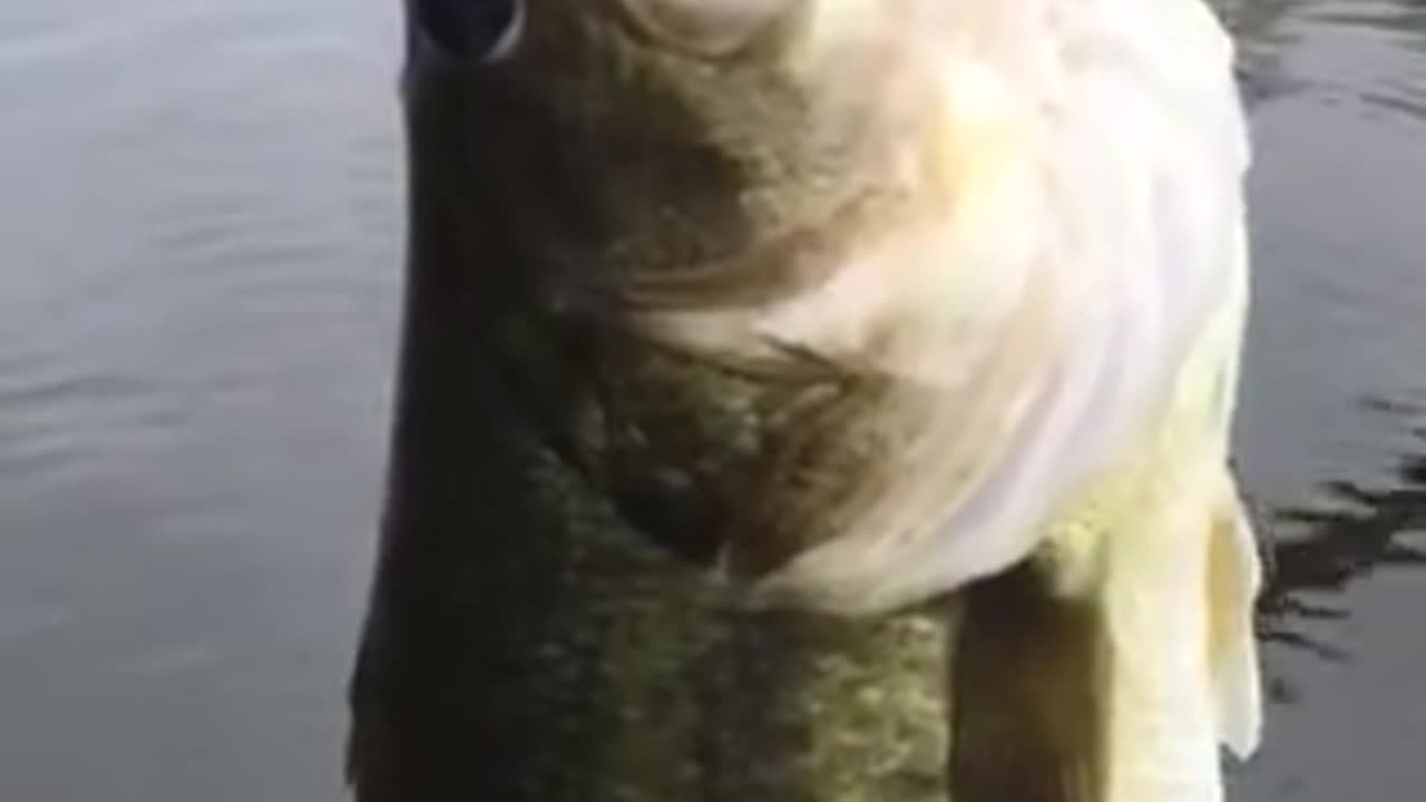 i get a big bass