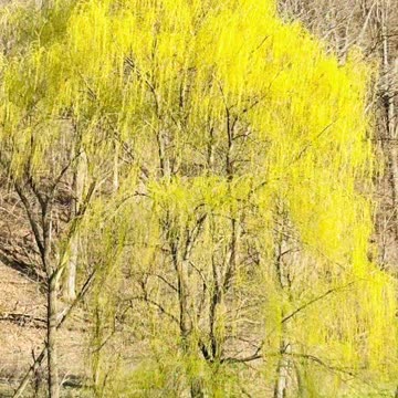 Weeping willow tree