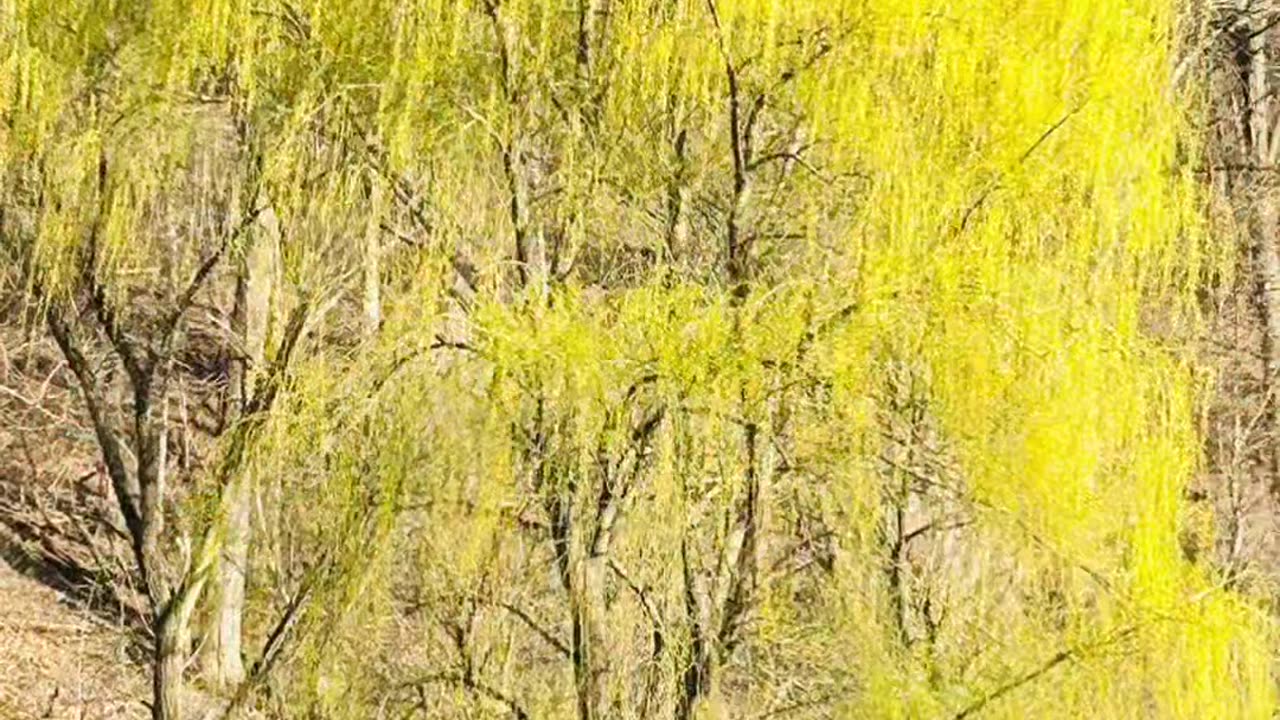 Weeping willow tree