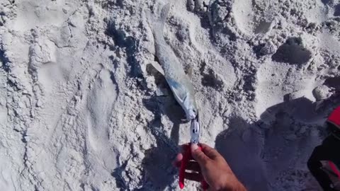 Squid and Baitfish Ready! Beach Fishing for Deep Predators 4