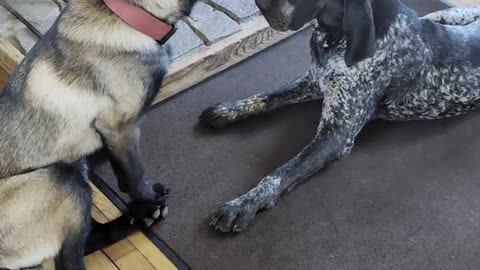 Malinois Just Wants to Be Friends