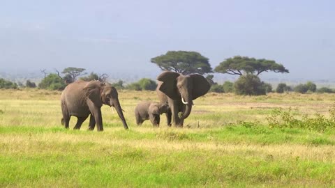 Family of ELEPHANTS in the wild