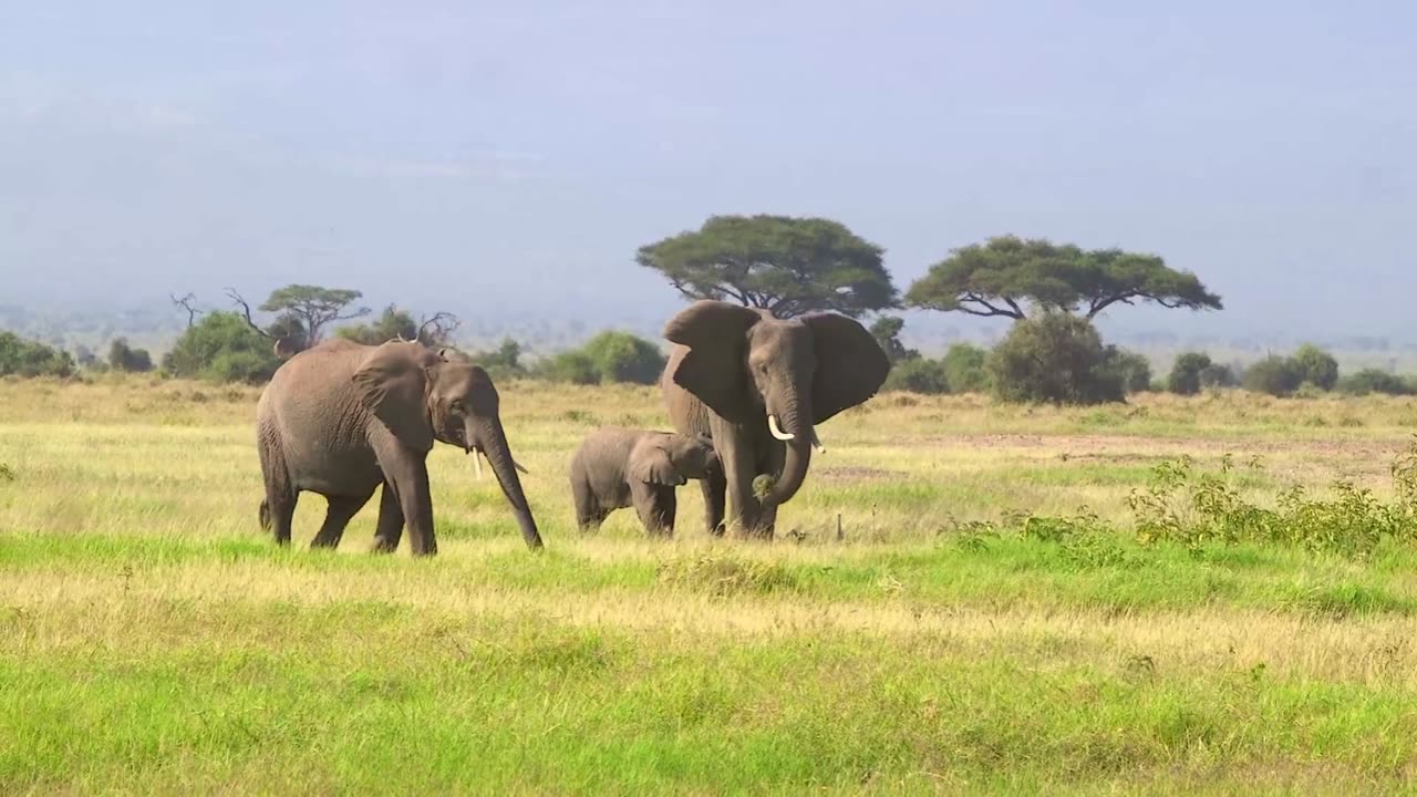 Family of ELEPHANTS in the wild