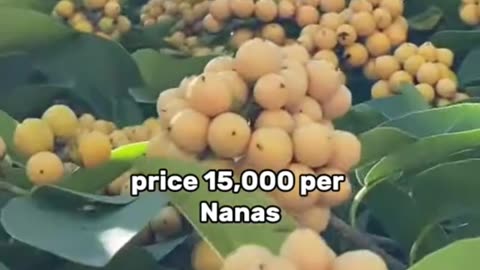 The 5 most expensive fruits in the world - I call BS