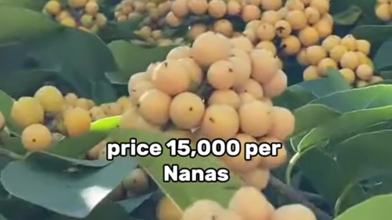 The 5 most expensive fruits in the world - I call BS