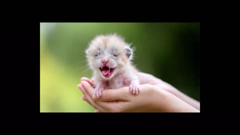 Yawning kitten