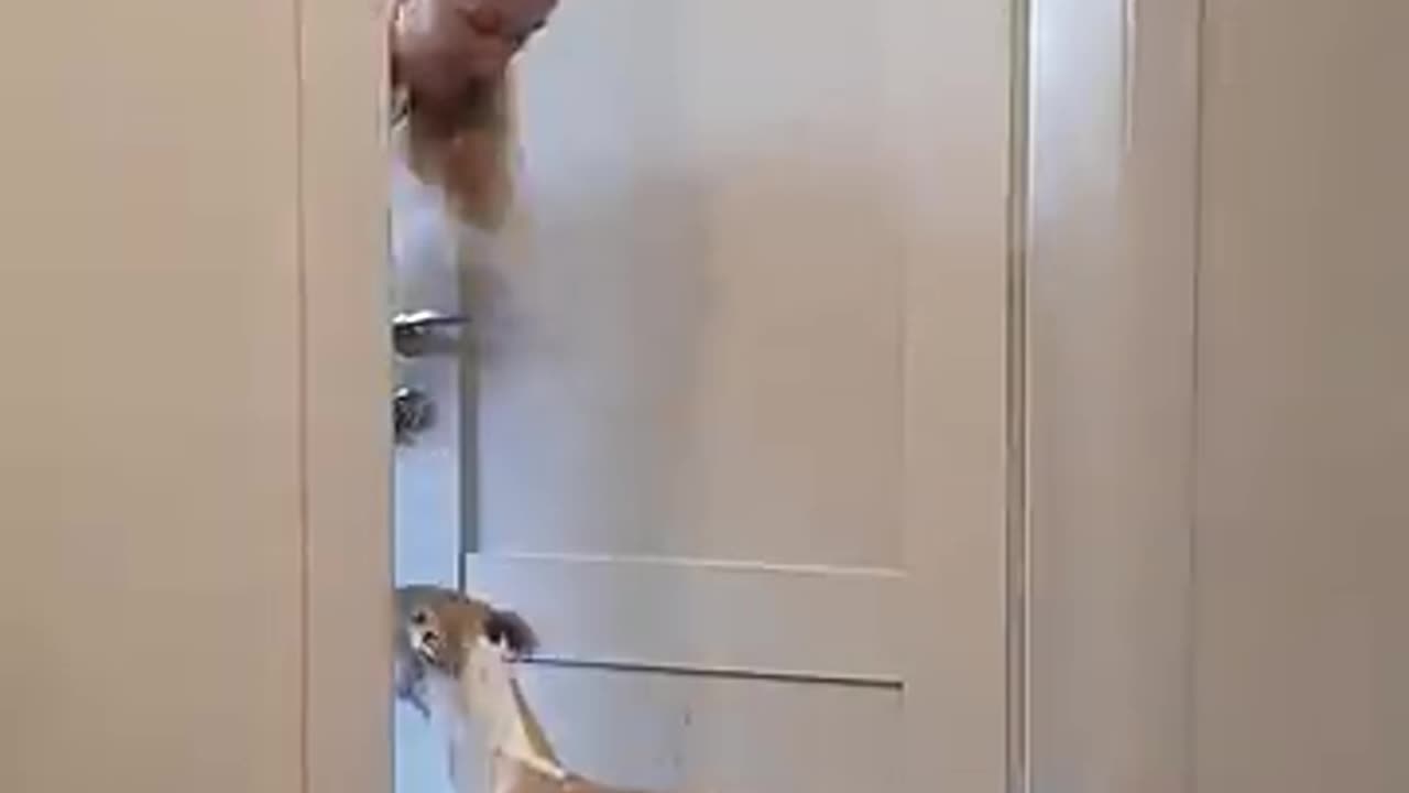 Funny dog ๐ prank๐
