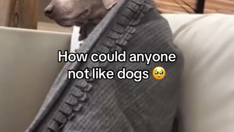 Canine Oscar: Best Drama Doggo 2025