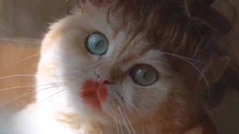 Naughty cat slap the dog for no reason 🤣🤣