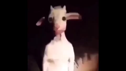 Which creature is this ???