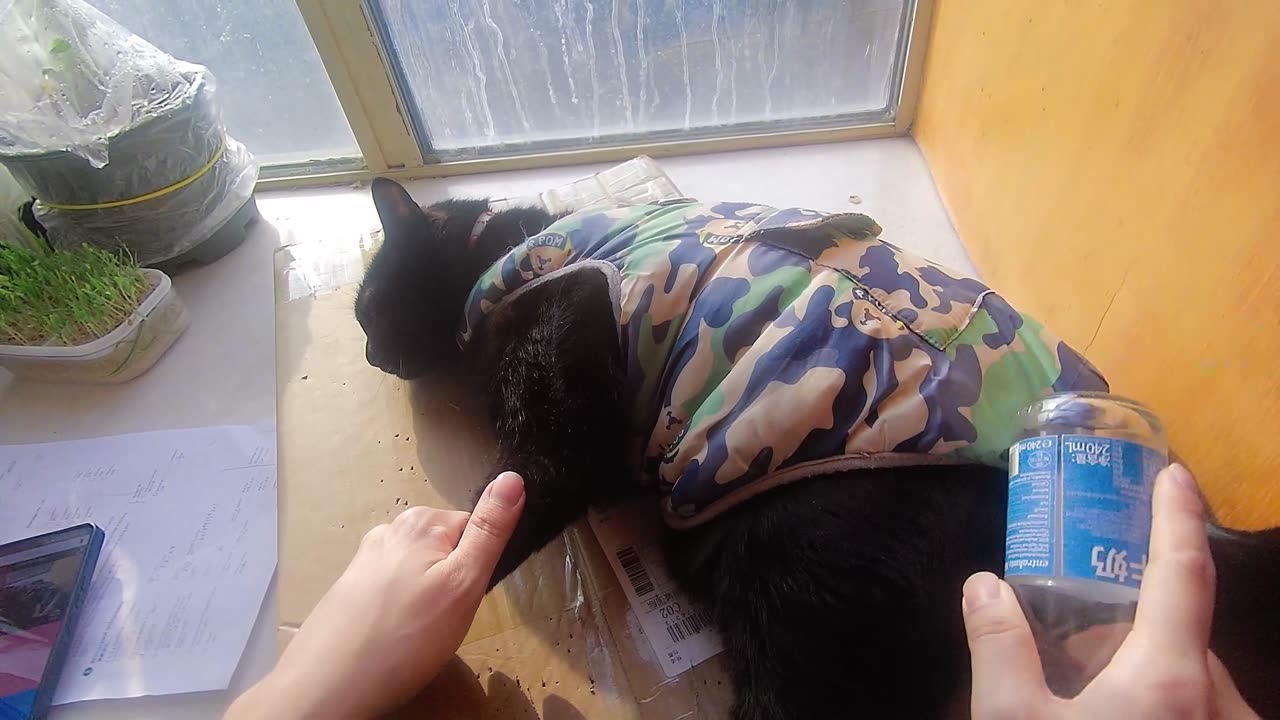 My pet cat vlog, his name is Heihei, 02/03, 2025, he is peaceful, #catvideo #asmr