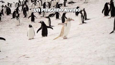 🌍 Viaje a la Antártida: una experiencia que cambia la vida ❄️🐧