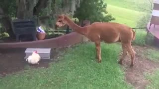 🐔🐪 The Hen Closes the Feeder to Stop the Alpaca! | FunFM
