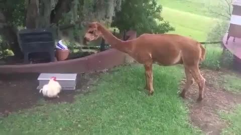 🐔🐪 The Hen Closes the Feeder to Stop the Alpaca! | FunFM