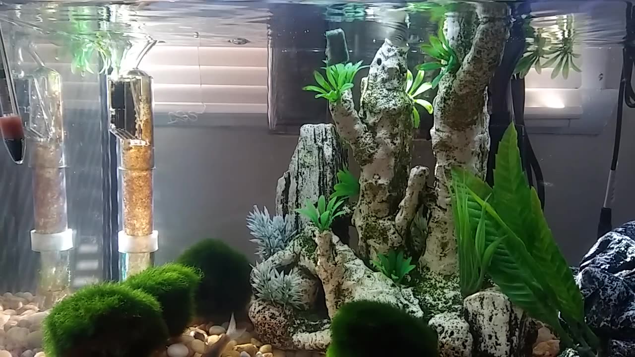 10 gal fish tank 1