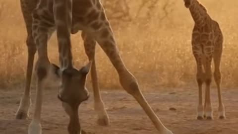 🦒😂 Funny Baby Giraffe Moments 🐾 | Adorable & Hilarious Animal Reactions | Cute Animal Video