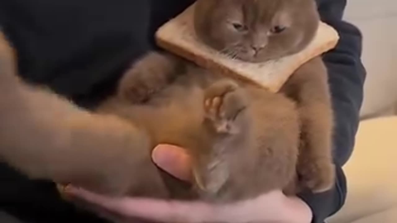 Brown kitten sit on a lap, his color makes him more look like a tiny cute bear lol