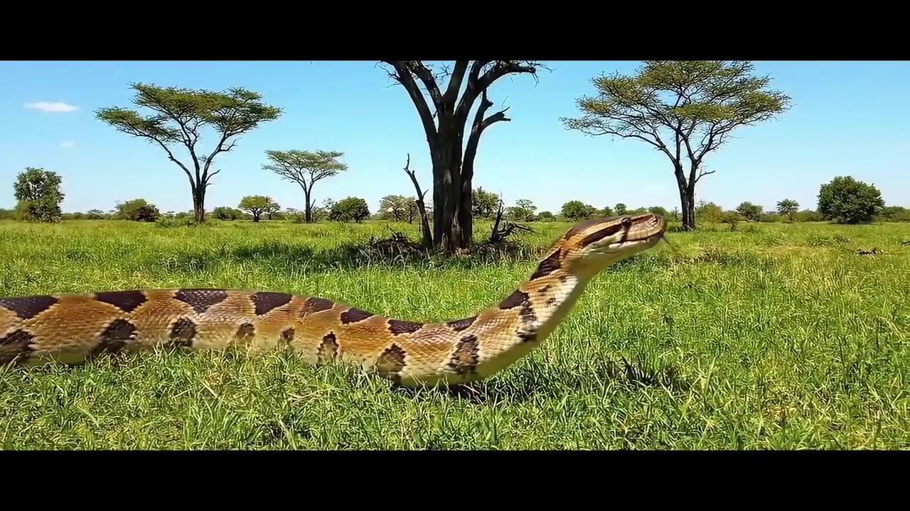 2.4 million years ago Human fight with Gaint crocodile and Python
