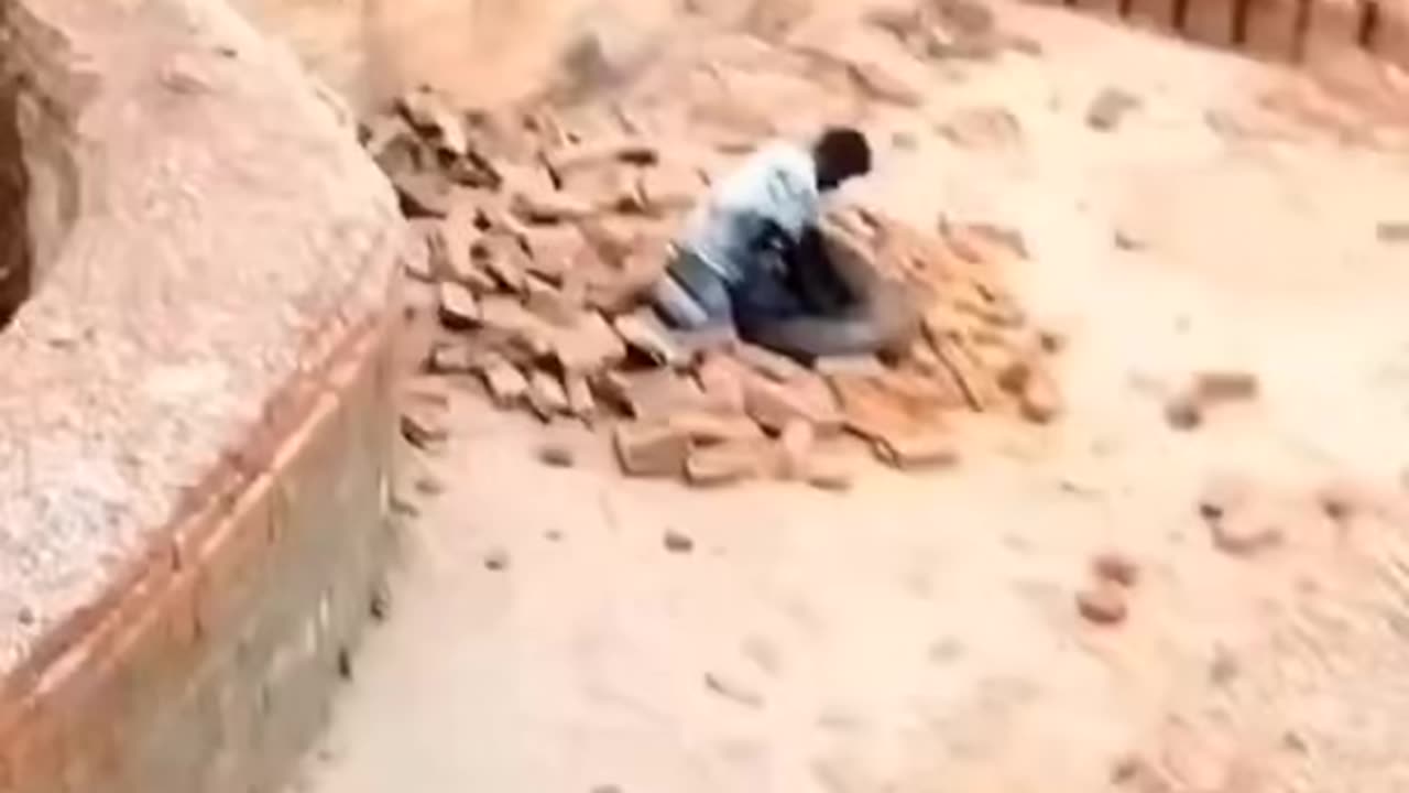 Man vs tiger in real fight shorts viral video