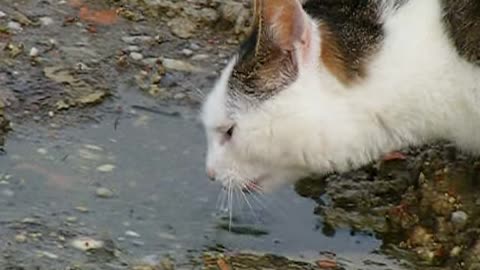 Thirsty Cat Drinks from Puddle!