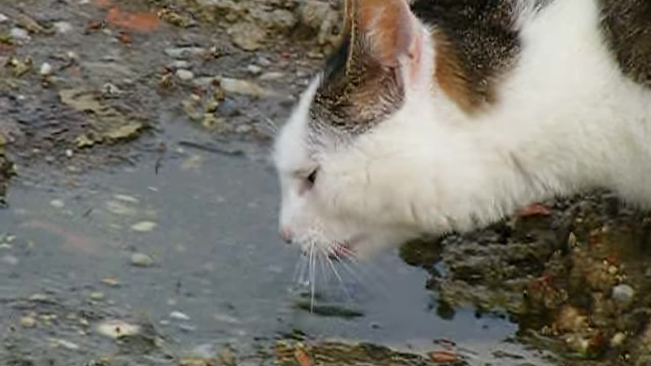 Thirsty Cat Drinks from Puddle!