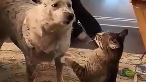 When you have both a dog and a cat at the same times #haha #funny #funnypet #funnyvideo