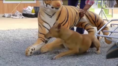 What is Dog 🐕 Sleeping 🤯