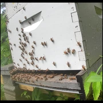Thursday Morning Bees After the Storm