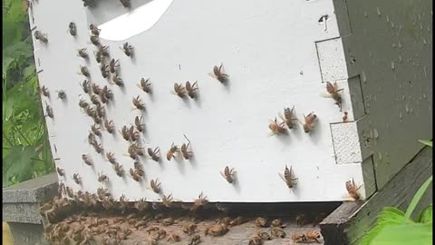 Thursday Morning Bees After the Storm