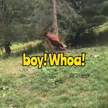 This horse just defied gravity! 🐎💥