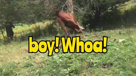 This horse just defied gravity! 🐎💥