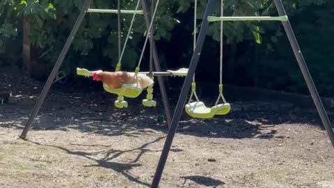 Christine the Hen Relaxes on Her Swing