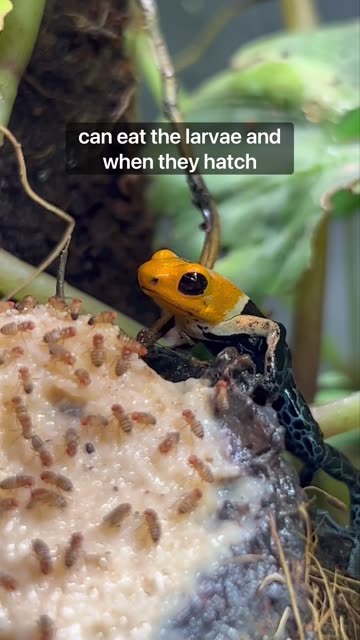 How I Feed My Frogs On Vacation