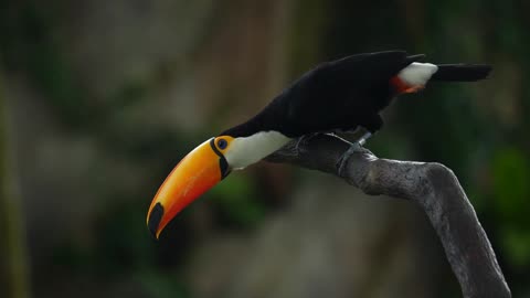 Beauty of the Wild | Cinematic Wildlife Compilation