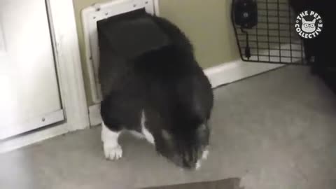 Funny Pet Escape Compilation