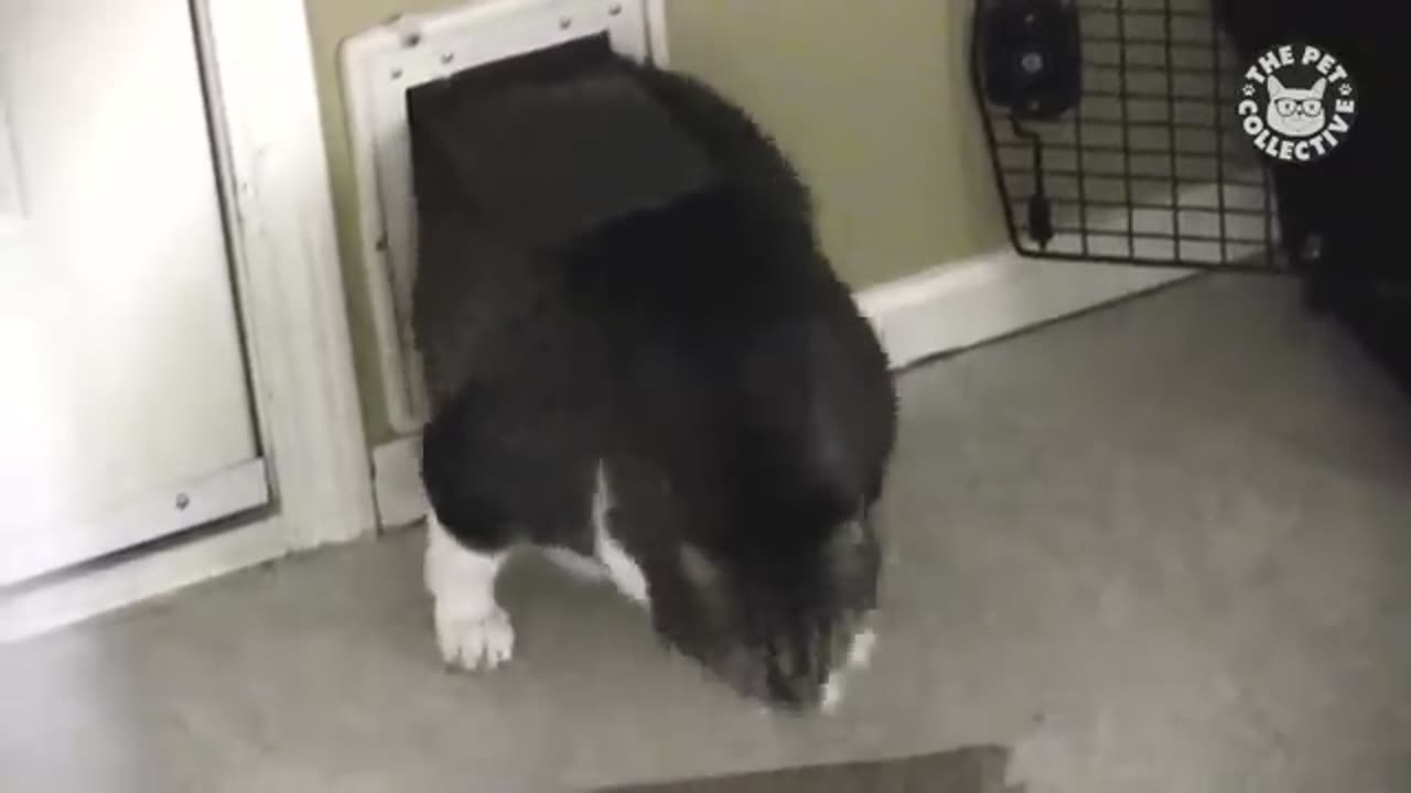 Funny Pet Escape Compilation