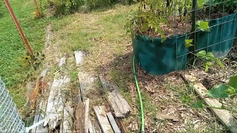 June 17th 2025 Garden update