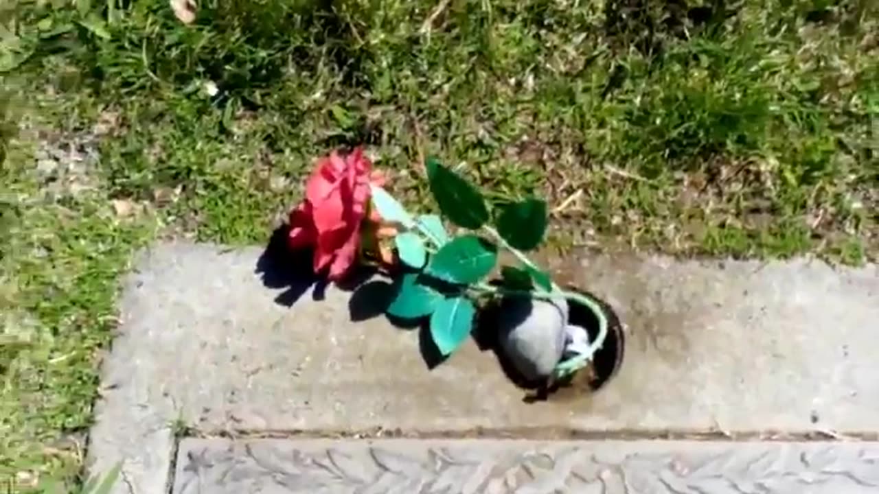 Thomas Allen Pilgrim 1981