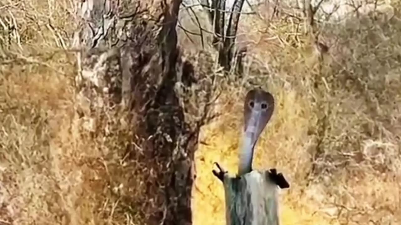 Leopard Vs King Cobra || African Wildlife Safari || #leopard #kingcobra #wildlife #trending #shorts