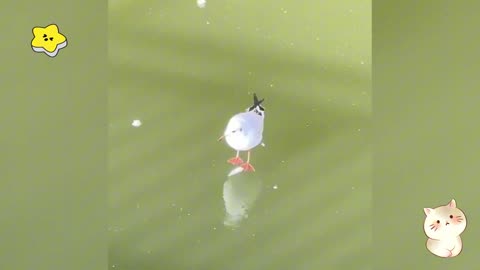 Funny Animal 2