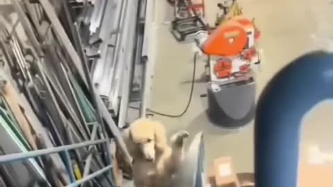 dogs funny videos 🐶