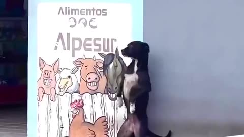 When no one helps, instinct leads. 🐶🥹